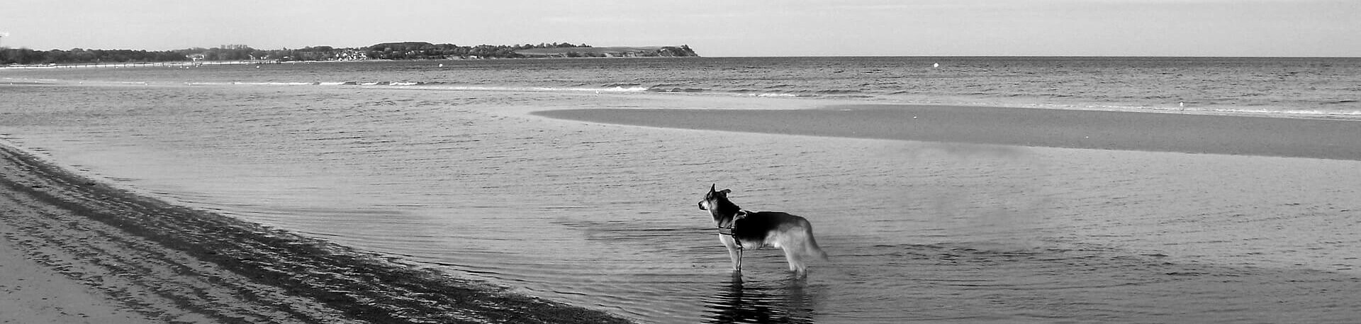 Hunde Urlaub in Boltenhagen