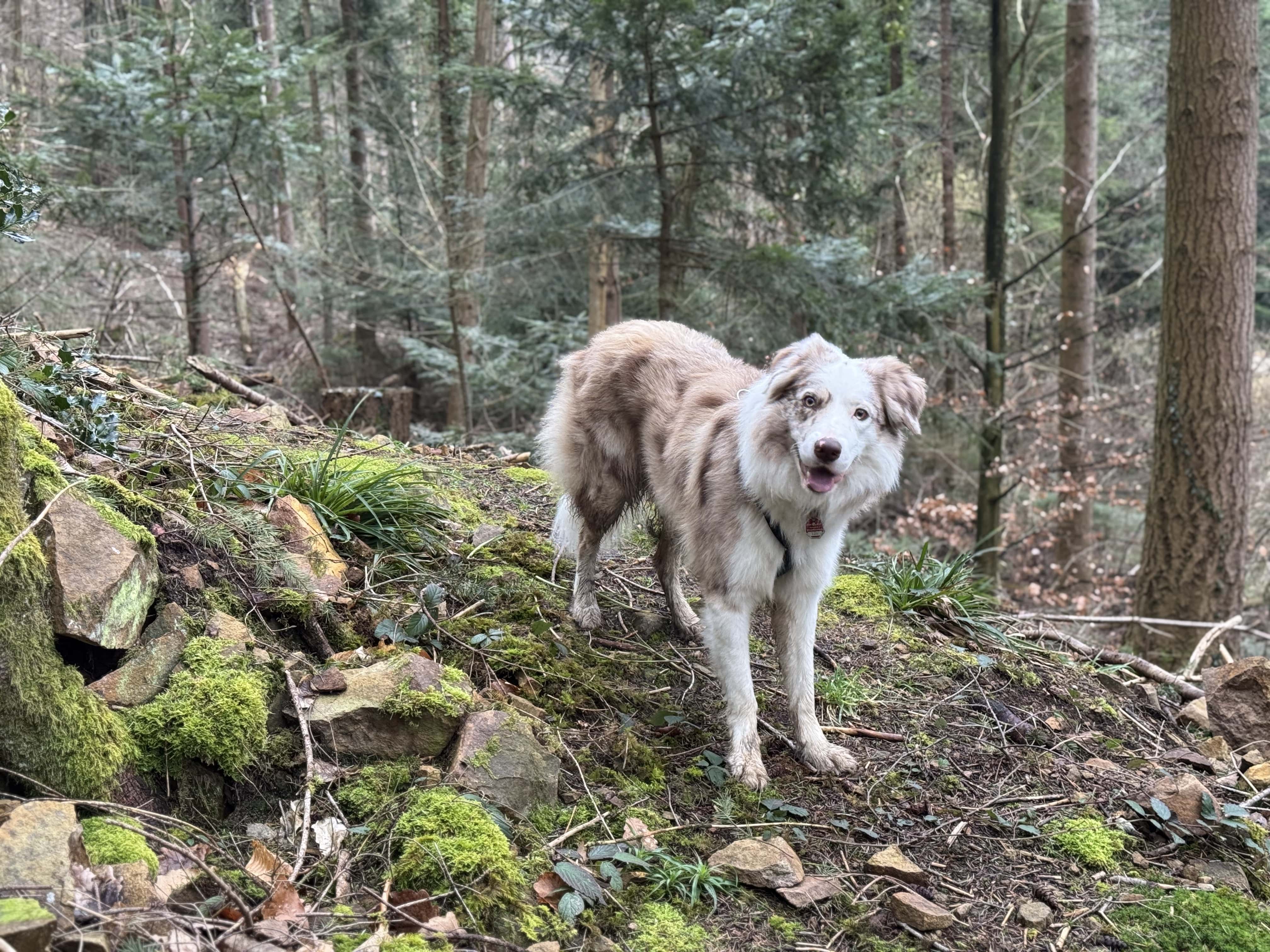 Hundeschule Sitz, Platz, Bleib & mehr