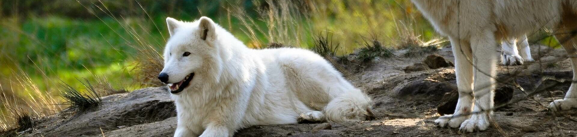 Wild- und Freizeitpark Allensbach