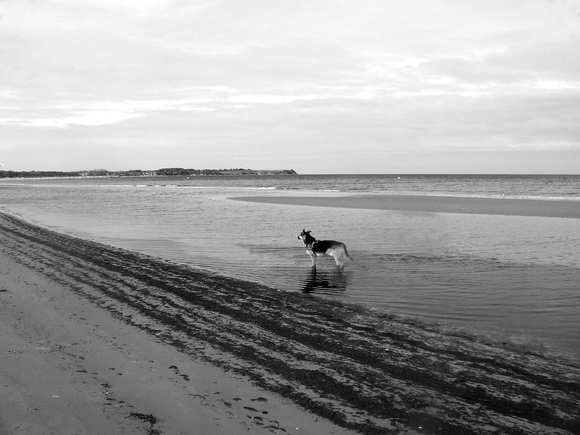 Boltenhagen mit Hund