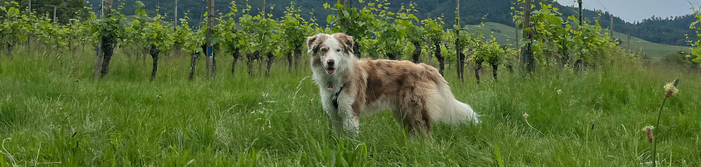 Ausflüge mit Fynn